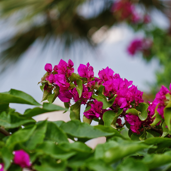 Bougainvillea