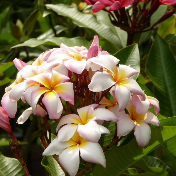 Frangipani Plant