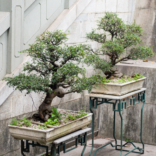 Bonsai