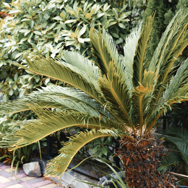 Areca Palm